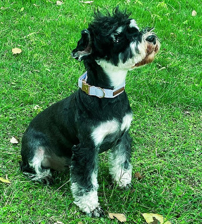Unique style paws Dog Collar Metal Buckle Blue Stripe Collar Gift Durable Cute Collar for Small Medium Large Boys Girls Dogs